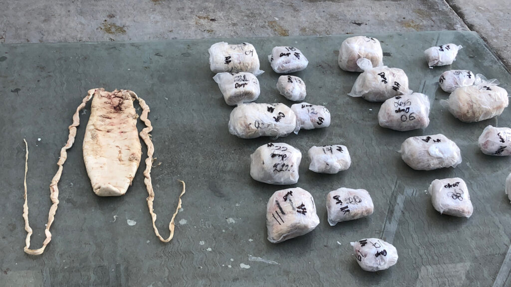 Bexigas de Totoaba são transportadas em gelo para esconderijos no México e secas antes de serem contrabandeadas para fora do país para a China, outras partes da Ásia e os EUA. Crédito: Cortesia da Earth League International