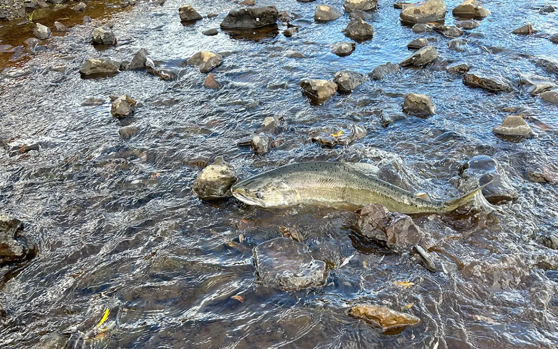 Foto de Jacob Peterson, ODFW