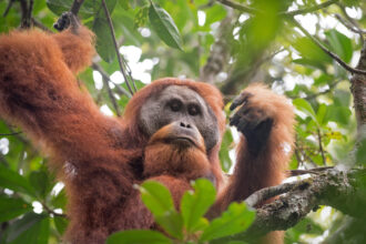 O orangotango Tapanuli está ameaçado por uma barragem hidroeléctrica construída pela China no norte de Sumatra, na Indonésia. Crédito: Yayasan Ekosistem Lestari e Programa de Conservação do Orangotango de Sumatra