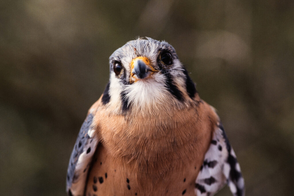 An American kestrel. Credit: Jon G. Fuller/Universal Images Group via Getty Images
