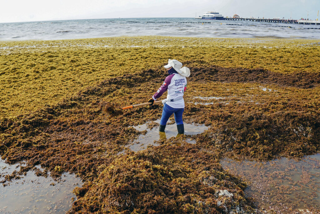 A worker removes sargassum from the shore of Playa del Carmen Beach in Quintana Roo, Mexico, on June 18, 2025. Credit: Elizabeth Ruiz/AFP via Getty Images