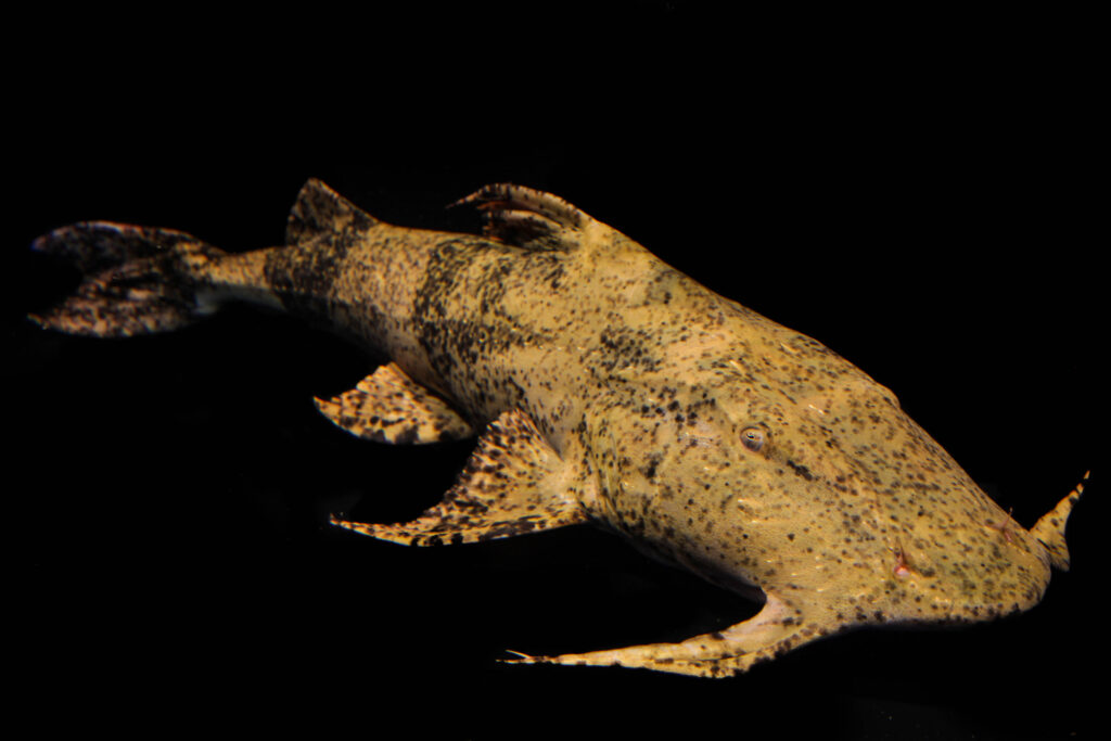 Da Índia à Tailândia, os goonch são sensíveis às alterações do fluxo dos rios e à colheita. Crédito: Zeb Hogan/CMS