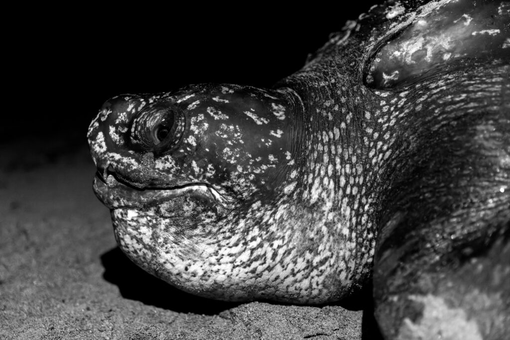 Cara de tartaruga marinha de couro