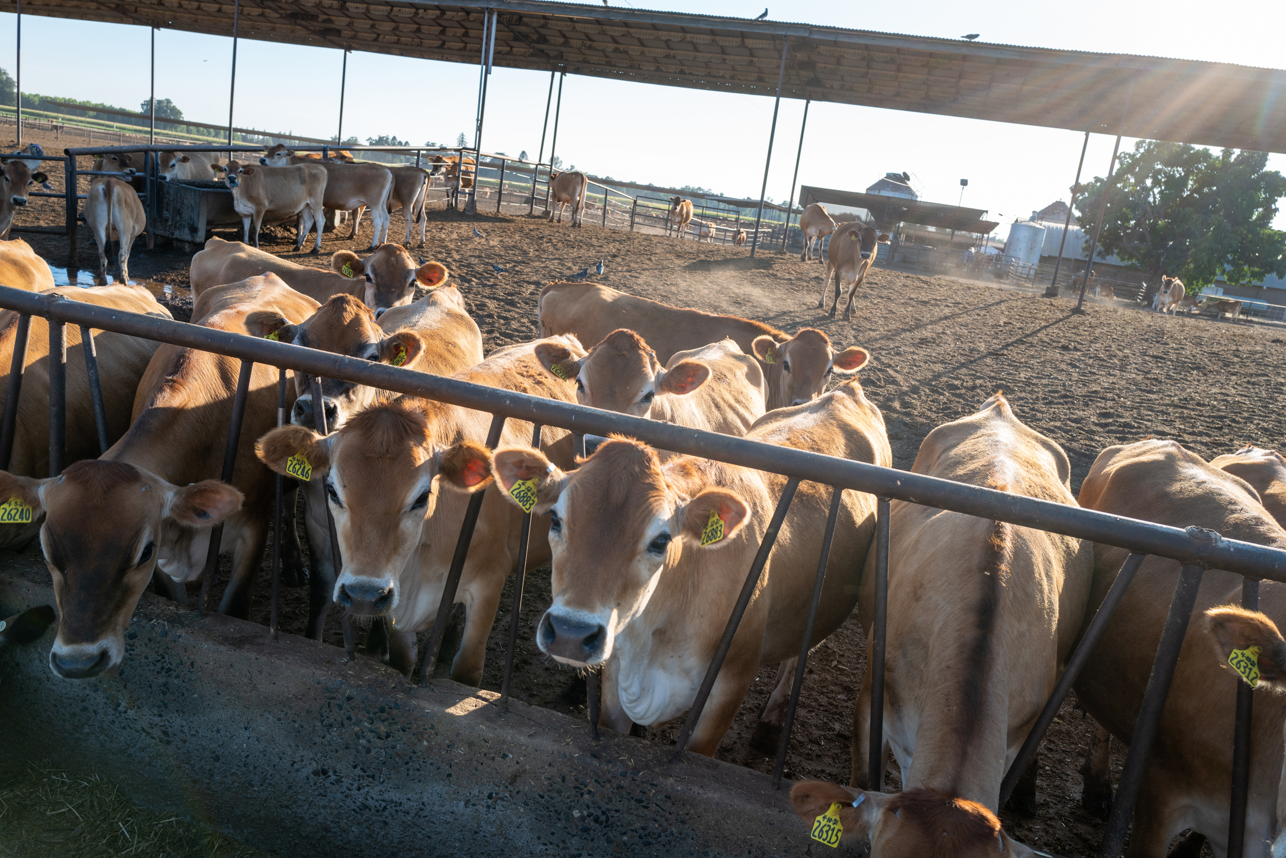 Vacas leiteiras se reúnem em uma fazenda em Visalia, Califórnia, em 5 de julho de 2022. Crédito: Spencer Platt/Getty Images