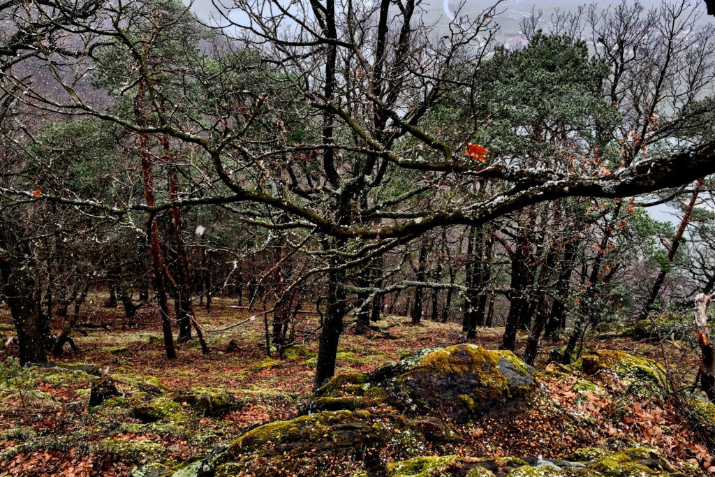 Um novo estudo mostra que o aquecimento global tornará as florestas de coníferas europeias muito mais vulneráveis ​​a perturbações como secas e insectos nas próximas décadas. Crédito: Bob Berwyn/Naturlink
