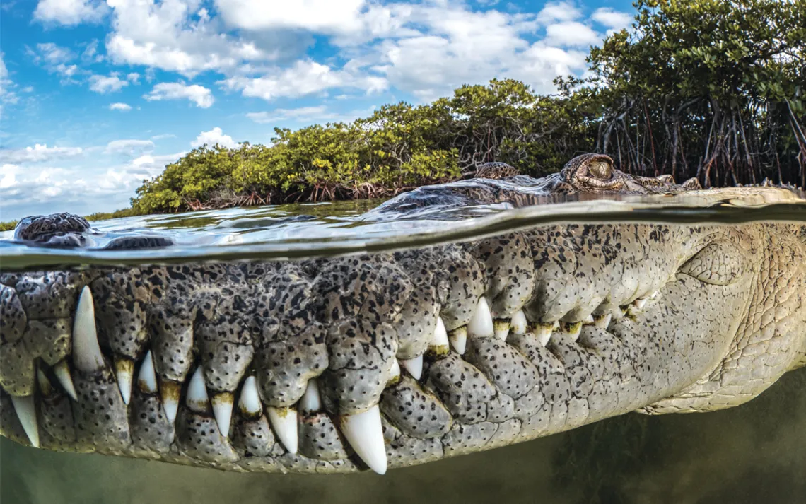Close-up do focinho de um crocodilo de água salgada americano na água com manguezais atrás dele nos Jardins da Rainha, Cuba.