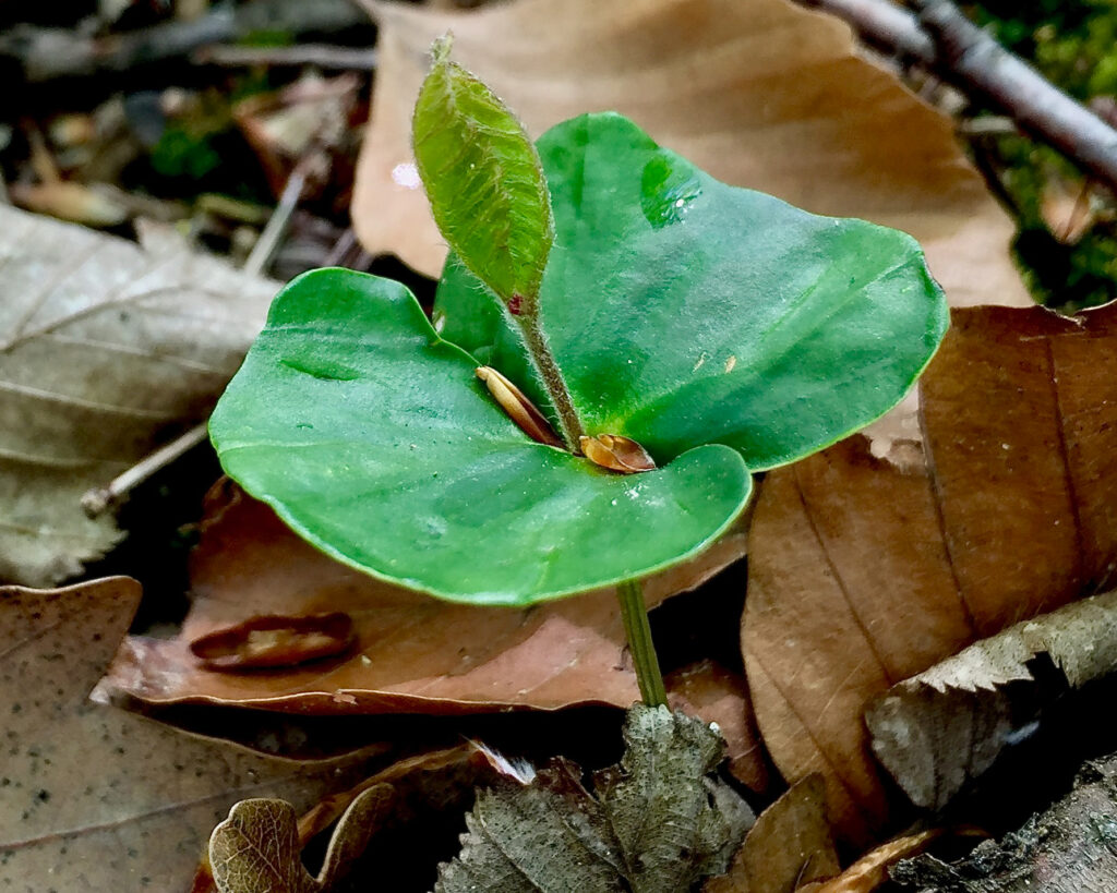 Uma muda de faia brota do solo de uma floresta na Áustria.