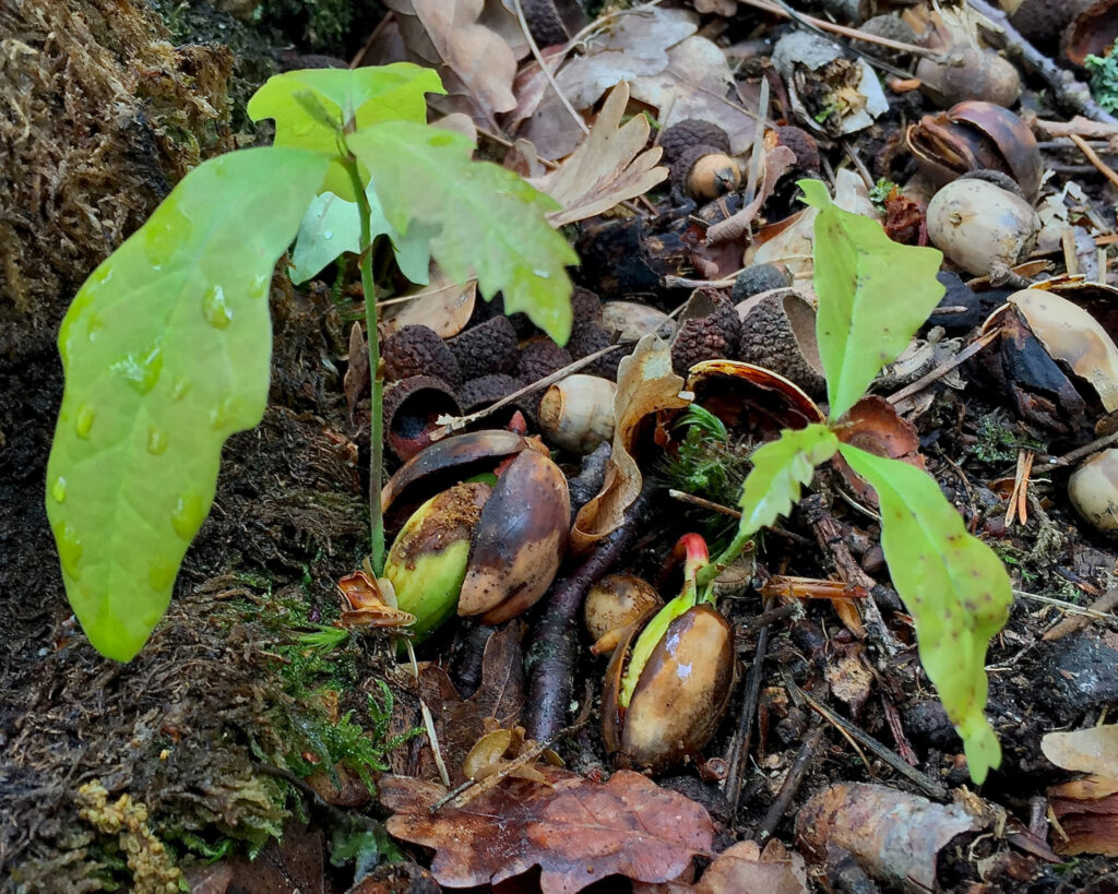 Uma muda de carvalho brota do solo de uma floresta na Áustria.
