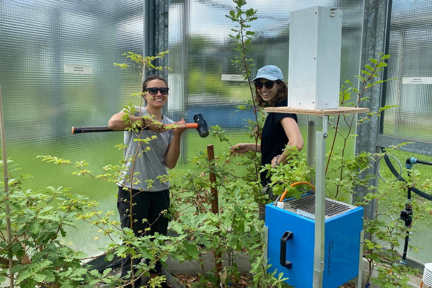 As pesquisadoras Arianna Milano (à esquerda) e Alyssa Kullberg trabalham no laboratório suíço, onde rastrearam como as folhas das faias e dos carvalhos respondem ao aquecimento global. Crédito: Charlotte Grossiord