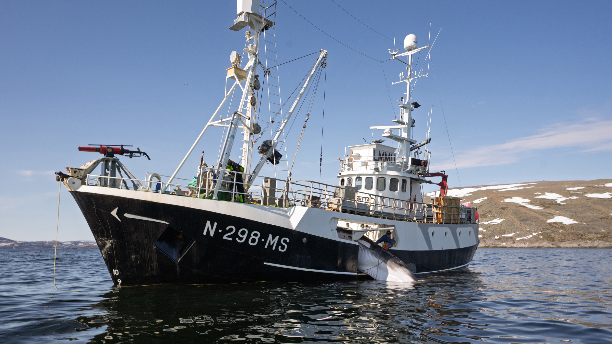 Há muito pouca procura de carne de baleia na Noruega. Grande parte da carne é exportada para o Japão ou falsamente comercializada aos turistas como uma iguaria norueguesa. Parte da carne é vendida como ração para cães. Crédito: WDC/ESPA Hunt Monitoring 2025