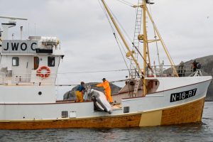 On April 1, Norway reopened its annual commercial whaling season. It is one of three countries, including Japan and Iceland, that still kill whales for profit. Credit: WDC/ESPA Hunt Monitoring 2025