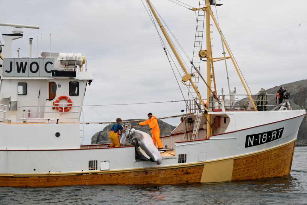 On April 1, Norway reopened its annual commercial whaling season. It is one of three countries, including Japan and Iceland, that still kill whales for profit. Credit: WDC/ESPA Hunt Monitoring 2025