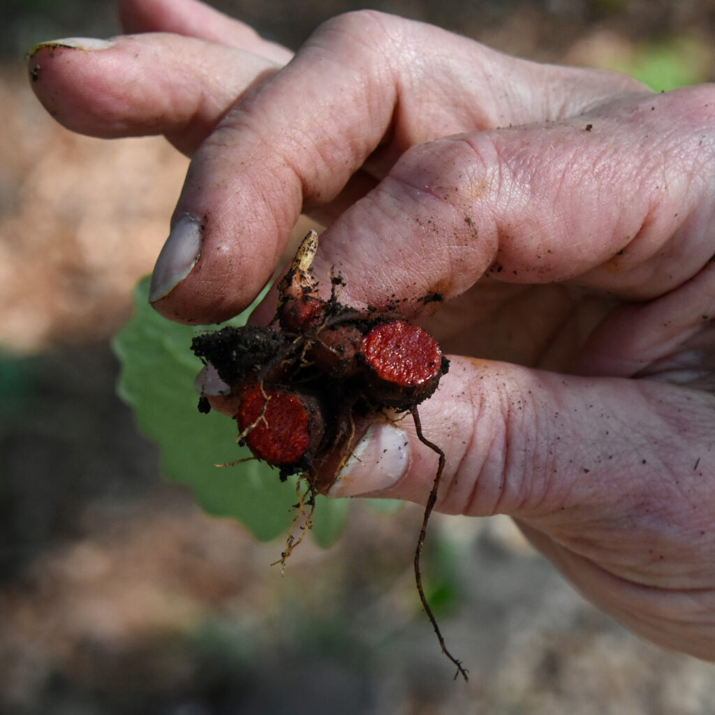 Harris segura uma raiz de sangue, que é usada como corante pelos Cherokee. Crédito: Ryan Krugman/Naturlink