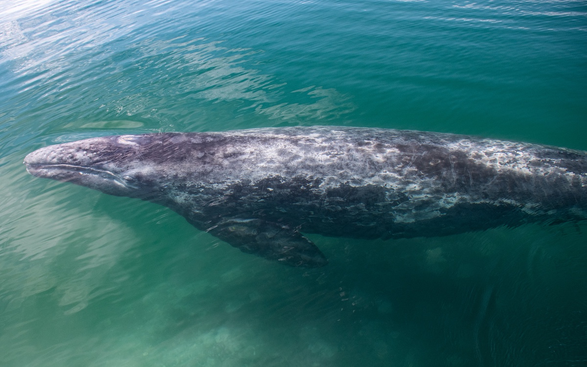 Cortesia do Dr. Sergio Martinez A., Programa de Pesquisa de Baleias Cinzentas no México