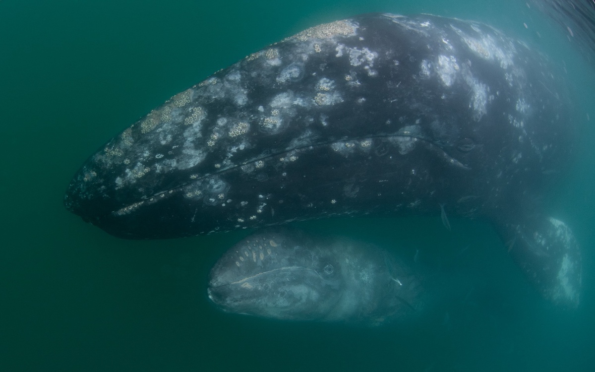 Cortesia do Dr. Sergio Martinez A., Programa de Pesquisa de Baleias Cinzentas no México