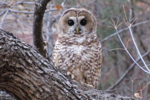 A Mexican spotted owl sits on a tree branch. Credit: Shaula Hedwall/USFWS