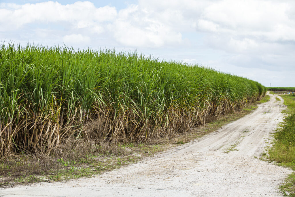 Um campo de cana-de-açúcar na área agrícola de Everglades, em Clewiston, Flórida. Crédito: Jeffrey Greenberg/Universal Images Group via Getty Images