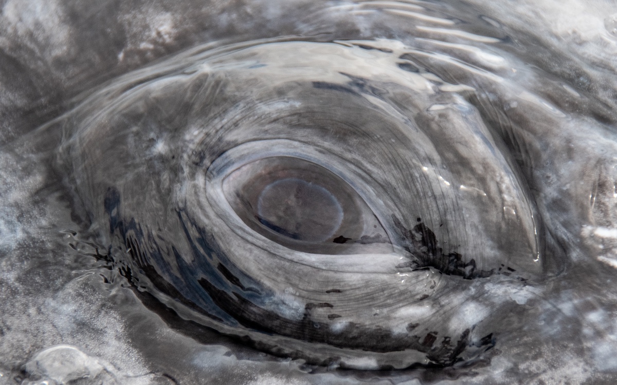 Cortesia do Dr. Sergio Martinez A., Programa de Pesquisa de Baleias Cinzentas no México