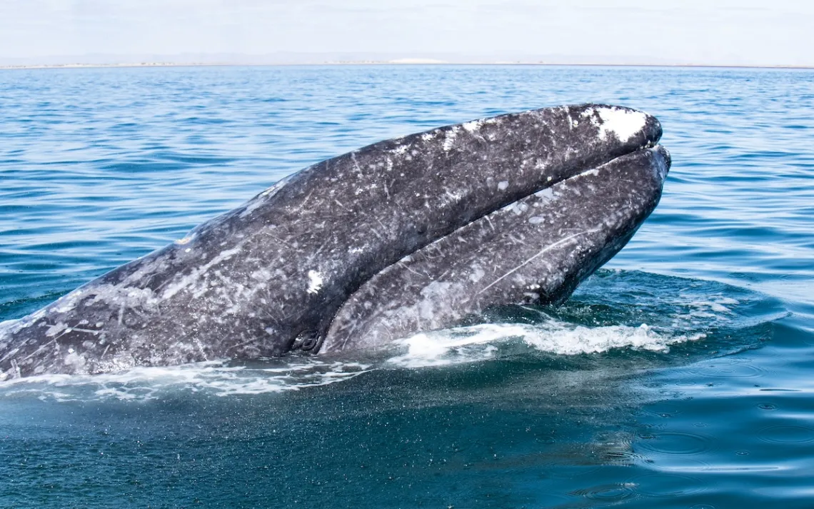 Cortesia do Dr. Sergio Martinez A., Programa de Pesquisa de Baleias Cinzentas no México