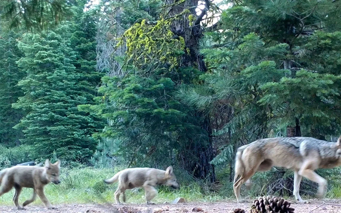 Uma mãe loba e seus dois filhotes são flagrados andando por um caminho em uma câmera de trilha