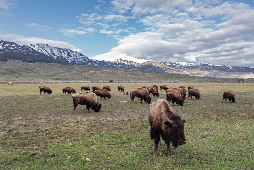 Bison graze near the North Entrance of Yellowstone National Park. Credit: Jacob W. Frank/NPS