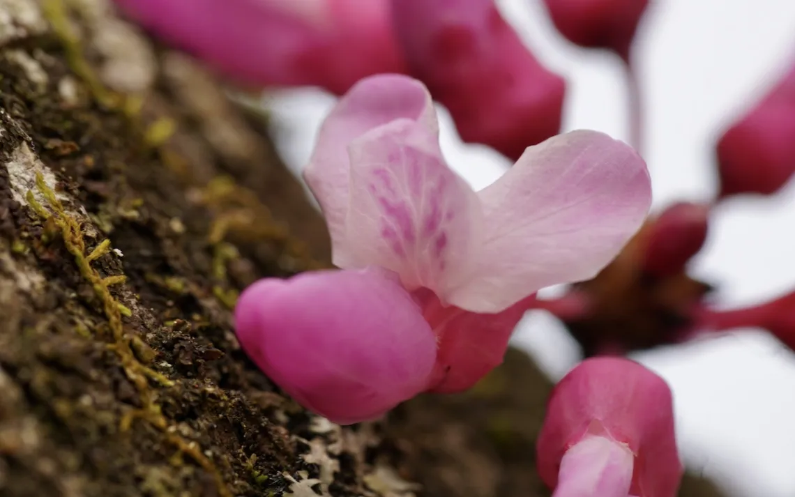 Foto cortesia de Jacob S. Suissa
