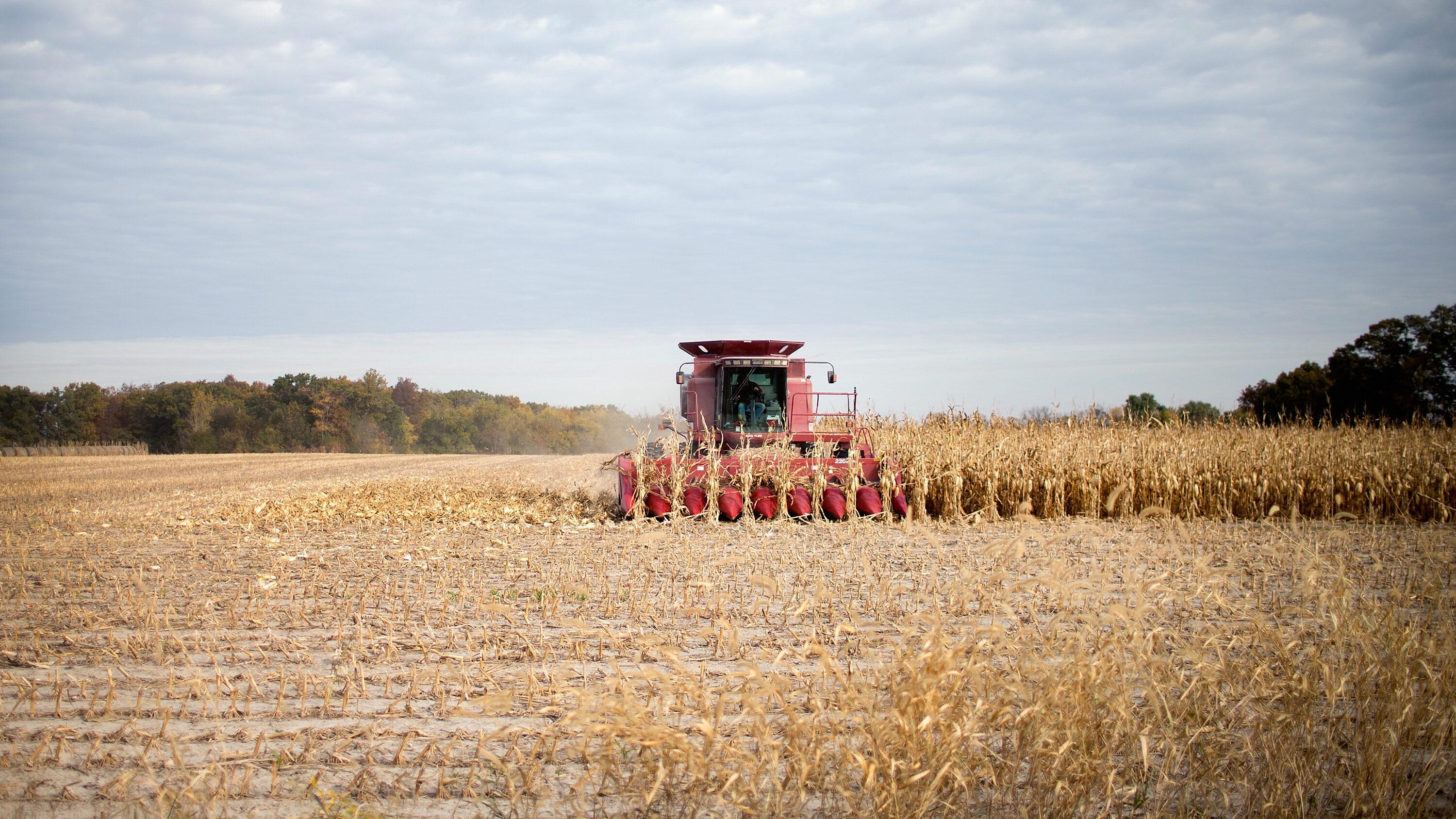 Um agricultor colhe milho em 22 de outubro de 2015, perto de Burlington, Iowa. Crédito: Scott Olson/Getty Images