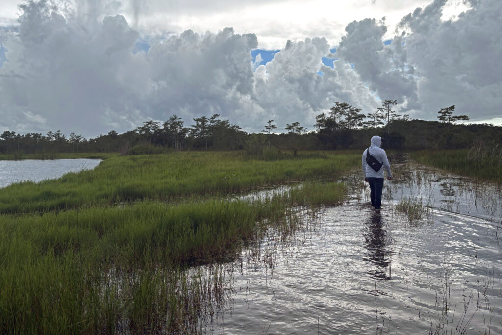 Curtis Osceola, da tribo Miccosukee, caminha pelo pântano a menos de três quilômetros de Alligator Alcatraz. Crédito: Amy Green/Naturlink