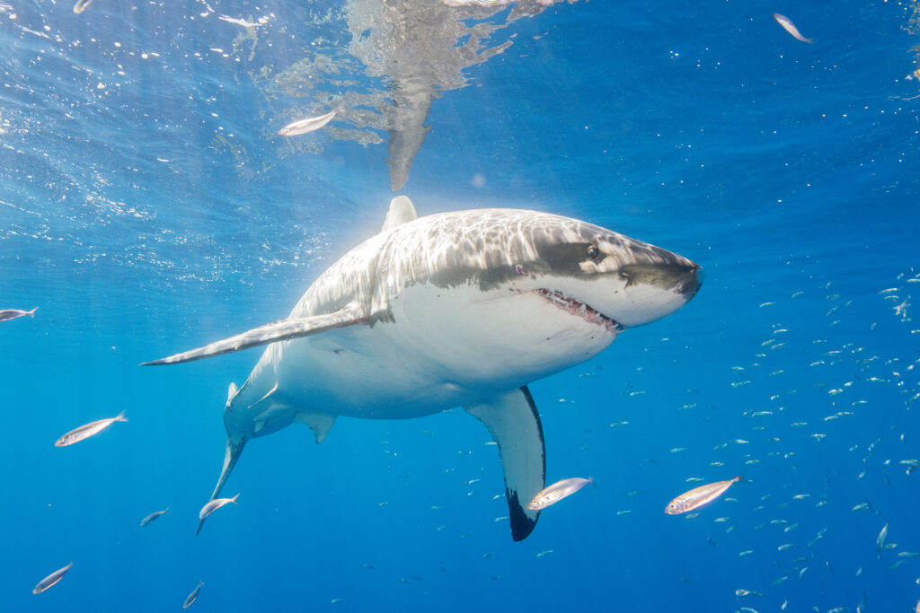 A great white shark is seen off the coast of Mexico’s Guadalupe Island. Credit: Dave J Hogan/Getty Images
