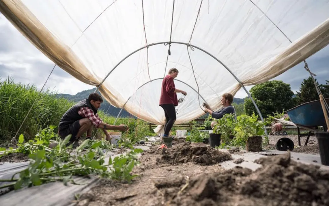 Fotos cortesia de Worldwide Opportunities on Organic Farms (WWOOF)