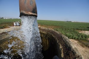 Irrigation water flows at a cotton field in Porterville, Calif. Credit: Robyn Beck/AFP via Getty Images
