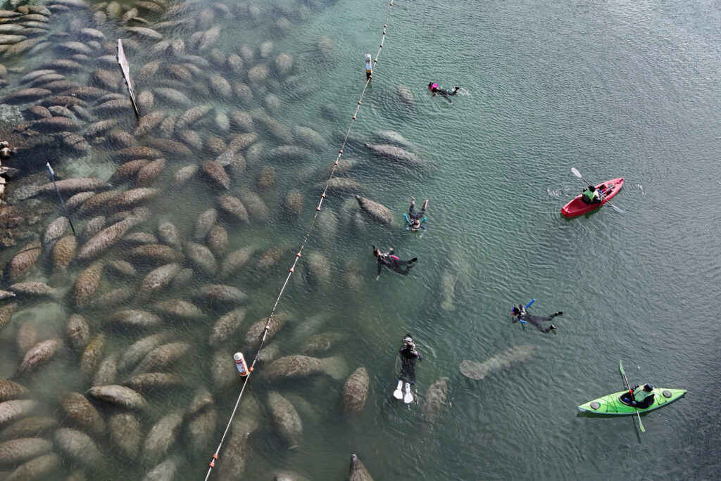 Florida manatees gather at a refuge on Jan. 21 in Crystal Springs, Fla. Credit: Bruce Bennett/Getty Images