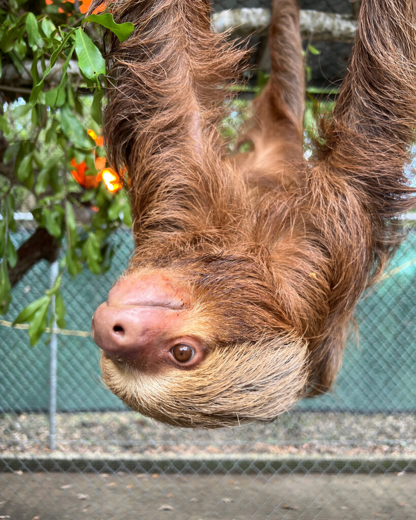Uma preguiça está pendurada em um recinto no zoológico da Flórida Central. Crédito: Zoológico e Jardim Botânico da Flórida Central