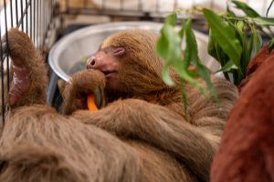 Flórida abre investigação criminal sobre o mundo da preguiça após dezenas de mortes de animais
