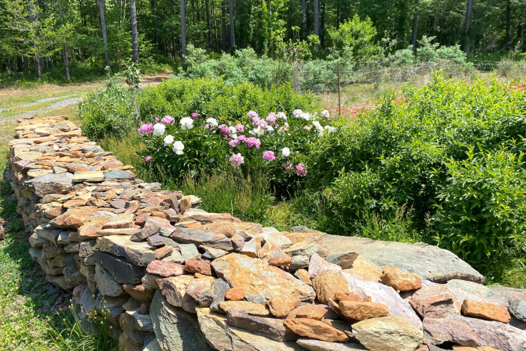 O jardim dos Vereadores é emoldurado por uma cerca que João colocou à mão com pedras de uma antiga casa que existia na propriedade. Crédito: Lisa Sorg/Naturlink