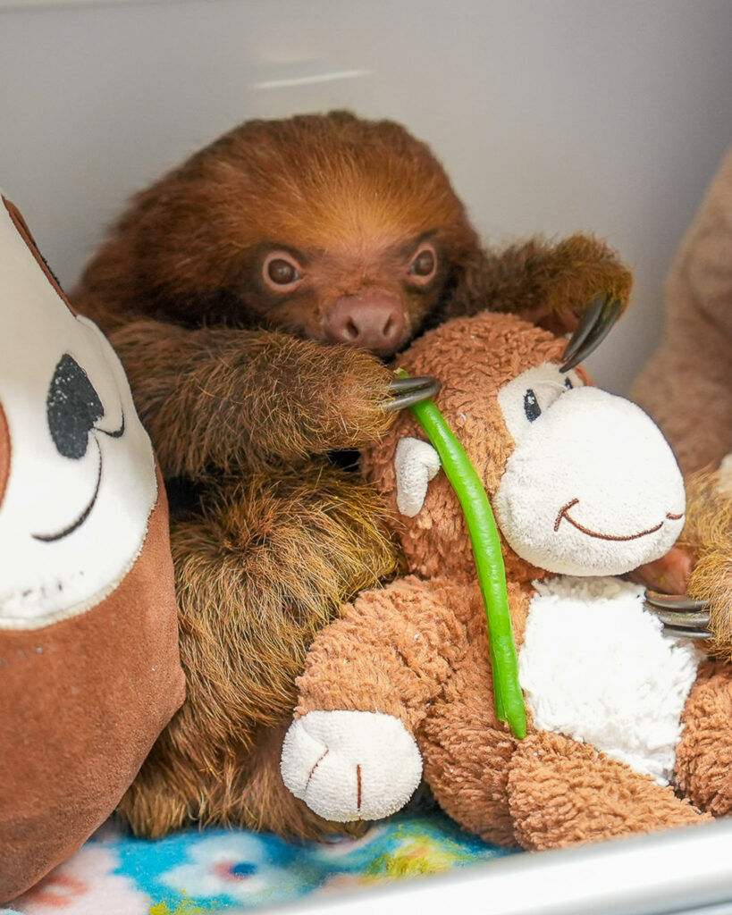 Ginger é uma das 10 preguiças restantes que estão sendo cuidadas no Zoológico da Flórida Central. Crédito: Zoológico e Jardim Botânico da Flórida Central