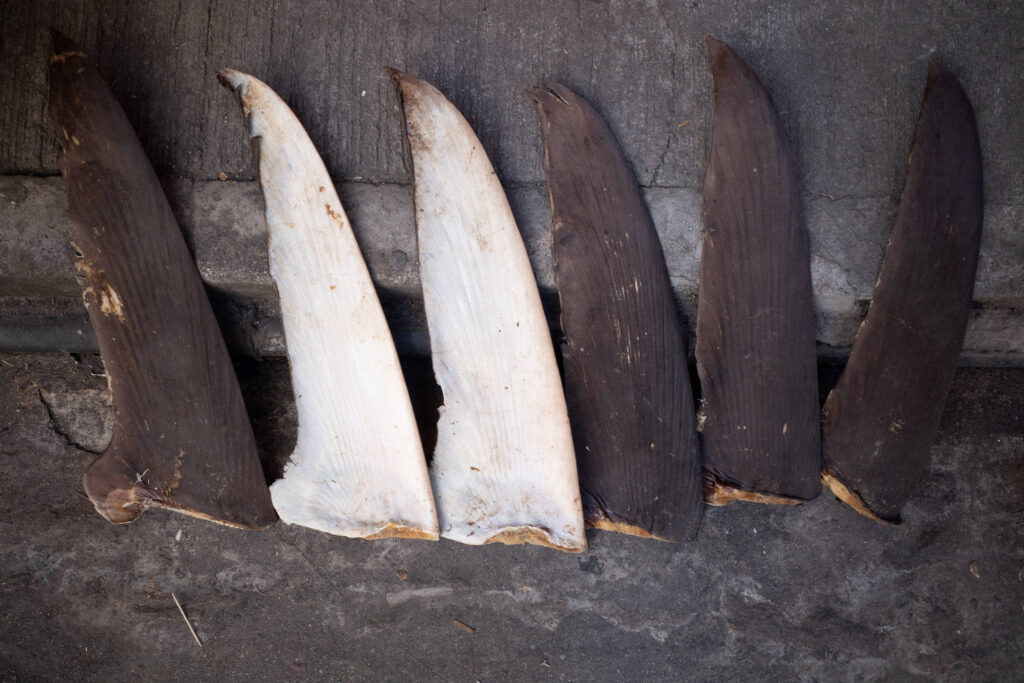 Shark fins are set out to dry along a street in Hong Kong. Credit: Bertha Wang/AFP via Getty Images