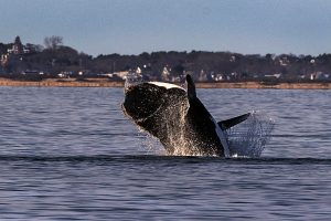 A North Atlantic right whale is seen in the waters of Cape Cod Bay, Mass. Credit: Stan Grossfeld/The Boston Globe via Getty Images