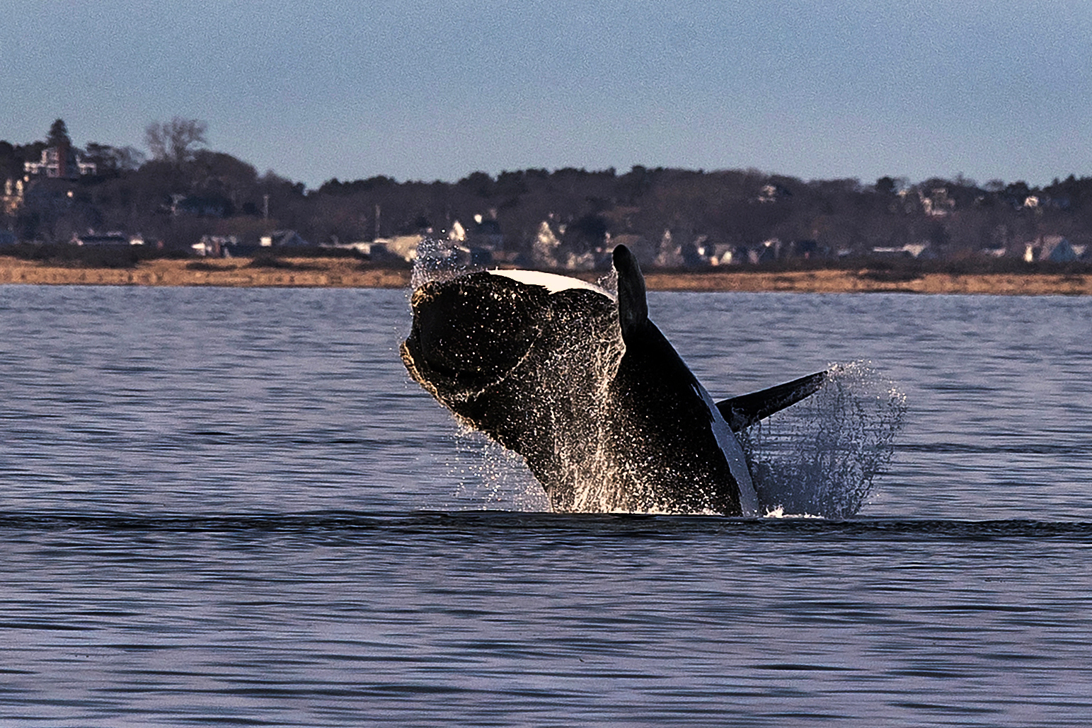 A North Atlantic right whale is seen in the waters of Cape Cod Bay, Mass. Credit: Stan Grossfeld/The Boston Globe via Getty Images