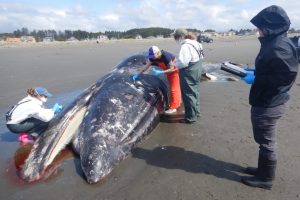 Researchers take samples from a male gray whale on a beach near Moclips, Wash., on April 11. Post-mortem showed cause of death as malnutrition and blunt force trauma, probably from colliding with a boat. Credit: Courtesy of Cascadia Research Collective