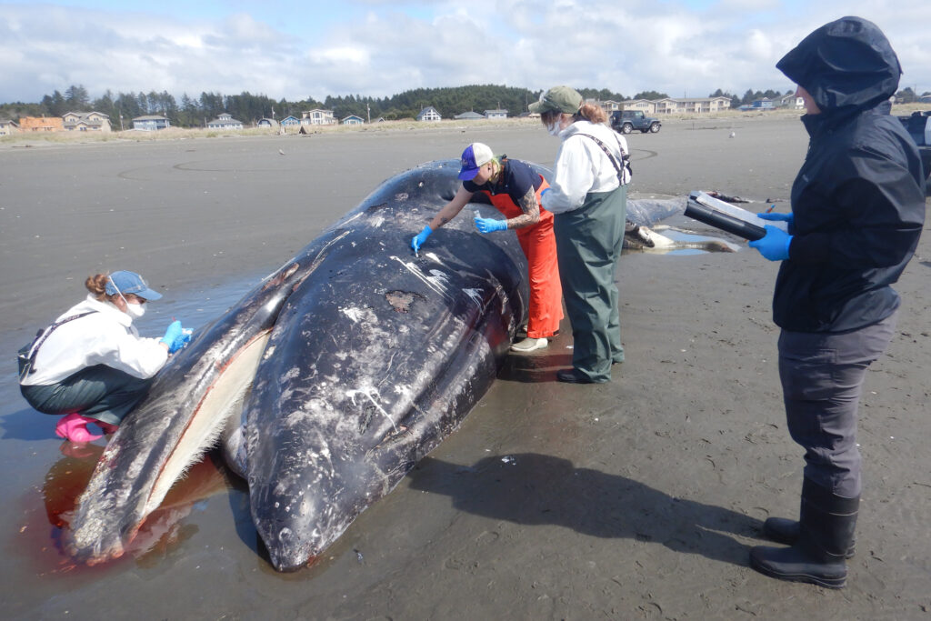 Researchers take samples from a male gray whale on a beach near Moclips, Wash., on April 11. Post-mortem showed cause of death as malnutrition and blunt force trauma, probably from colliding with a boat. Credit: Courtesy of Cascadia Research Collective