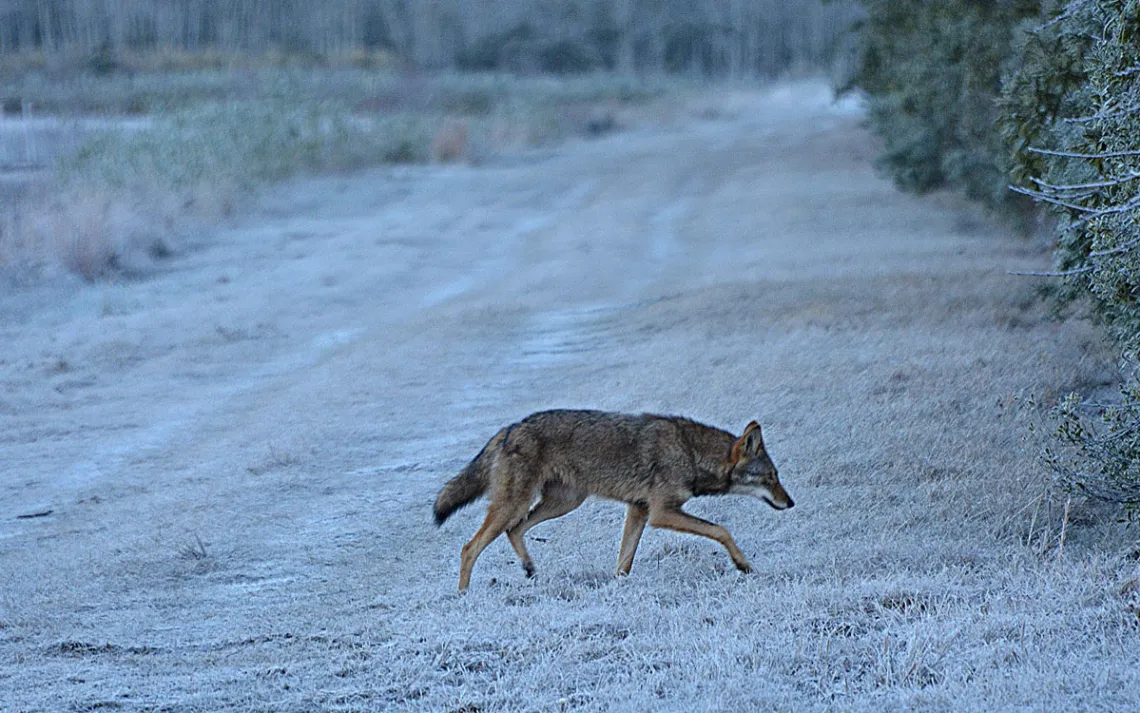 Um lobo vermelho atravessando uma estrada de terra dentro do refúgio de vida selvagem.