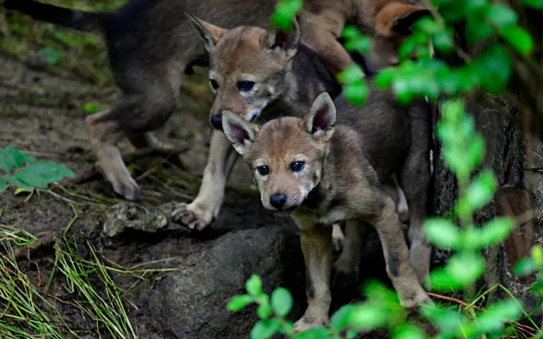 Filhotes de lobo vermelho olhando para fora da vegetação rasteira.