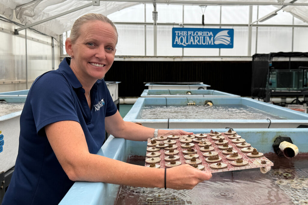 Keri O'Neil, cientista sênior e diretora do Programa de Conservação de Corais do Aquário da Flórida em Apollo Beach, ajudou a criar a primeira geração de “Flondurans” criados em laboratório. Crédito: Aquário da Flórida