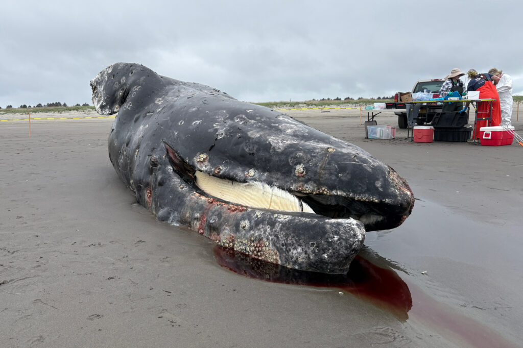 Uma baleia cinzenta fêmea é vista na Península de Long Beach, em Washington, em 8 de maio. A autópsia mostrou que a causa da morte foi desnutrição com provável trauma. Crédito: Cortesia do Cascadia Research Collective
