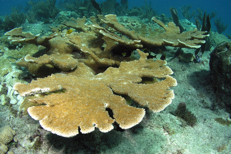 Corais chifre-de-alce totalmente crescidos. Crédito: NOAA