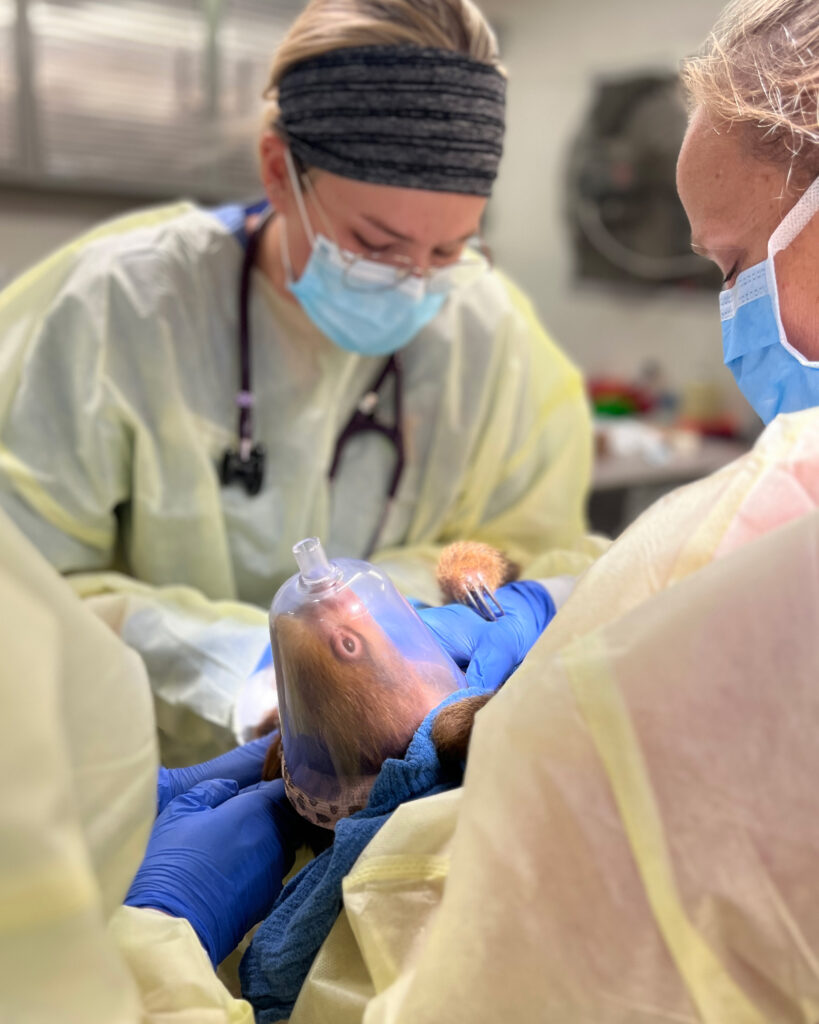 A equipe médica do Zoológico da Flórida Central trata uma preguiça recebida do Sloth World. Crédito: Zoológico e Jardim Botânico da Flórida Central