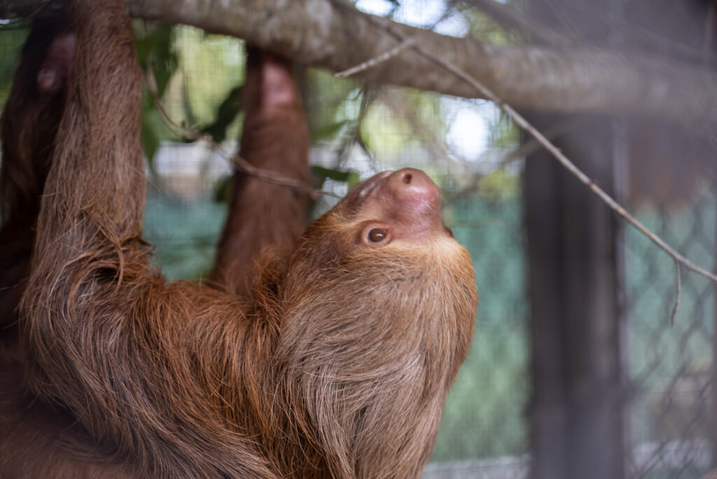 Uma preguiça transferida do Sloth World sobe em um recinto do Zoológico Central da Flórida. Crédito: Zoológico e Jardim Botânico da Flórida Central