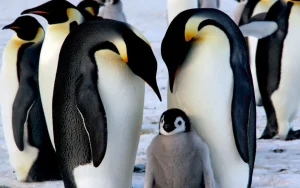 Pais de pinguim-imperador apaixonados por seu filhote peludo