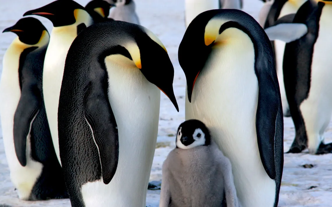 Pais de pinguim-imperador apaixonados por seu filhote peludo